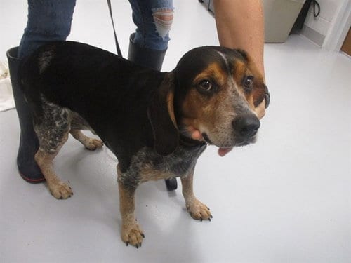 Photo of A391597, adoptable Beagle in Ocala, Florida