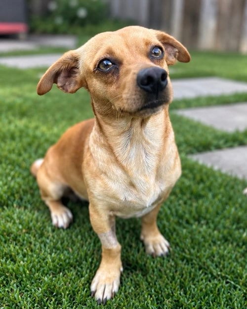 Photo of Canelo, adoptable Chihuahua in Corona, California