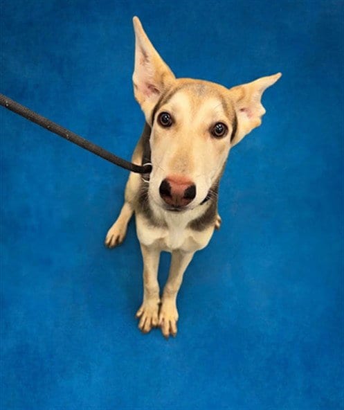 Photo of Farley, adoptable German Shepherd Dog in Peoria, Illinois