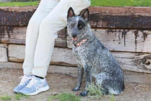 Photo of Tinka, adoptable Queensland Heeler in Albuquerque, New Mexico