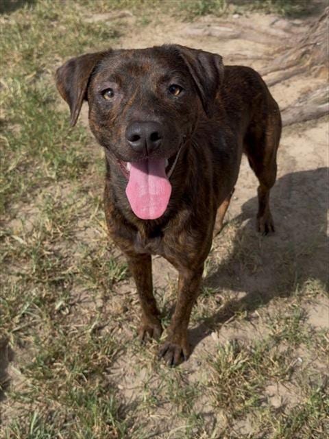 Photo of Cinder, adoptable Pit Bull Terrier in Conroe, Texas