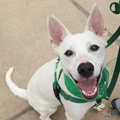 Photo of Sprite, adoptable Terrier in Washington, District of Columbia