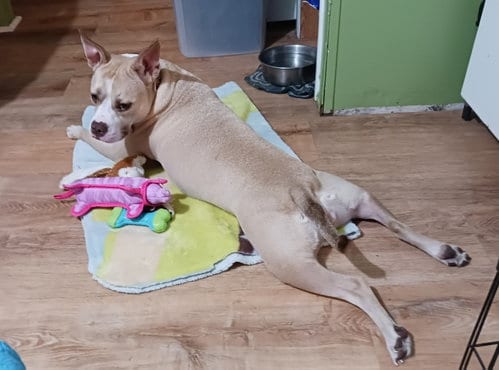 Photo of Maddie, adoptable Pit Bull Terrier in Crescent City, Florida