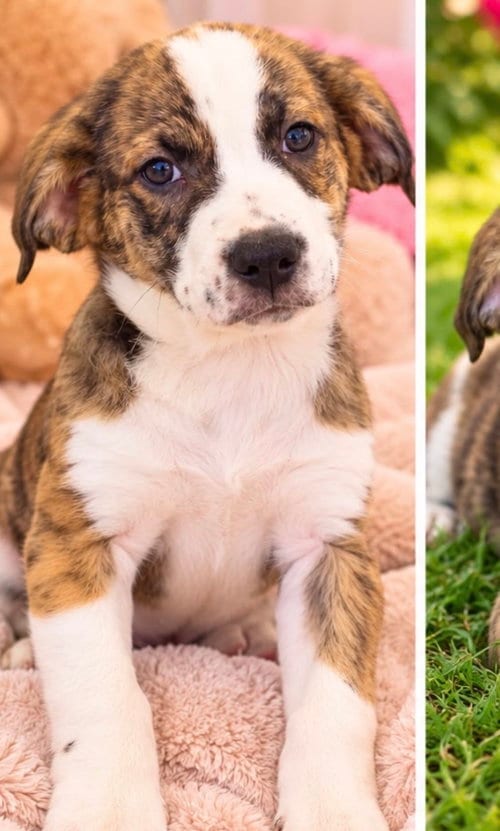 Photo of Arthur, adoptable Australian Shepherd in Margate, Florida