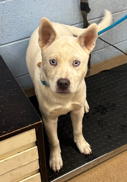Photo of Kirkland, adoptable dog in Chamblee, Georgia