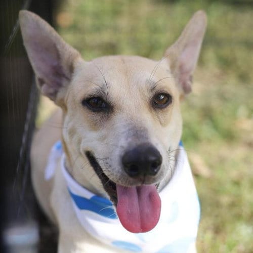 Photo of Lila, adoptable Carolina Dog in San Antonio, Texas