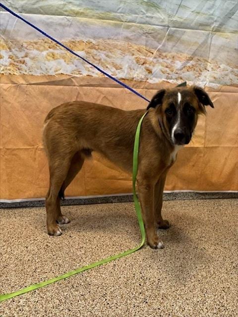 Photo of Dexter, adoptable Terrier mix in Miami, Florida