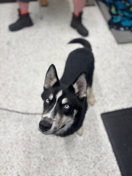 Photo of Tarquin, adoptable dog in Atlanta, Georgia