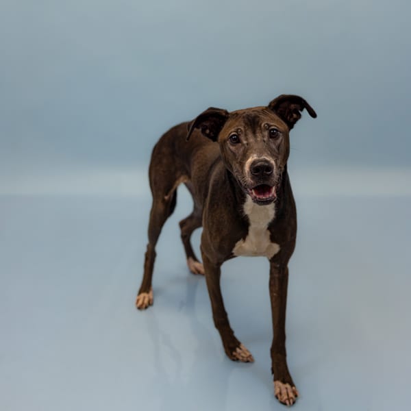 Photo of Phineas, adoptable Labrador cross in Lawrenceville, Georgia