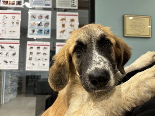Photo of JJ, adoptable Great Pyrenees in Garland, Texas
