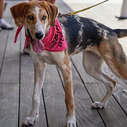 Photo of Speckles, adoptable Hound (Unknown Type) Mixed Breed (Medium) in Washington, District of Columbia