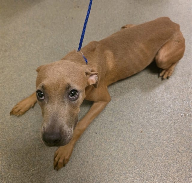 Photo of Ash, adoptable Terrier mix in Miami, Florida