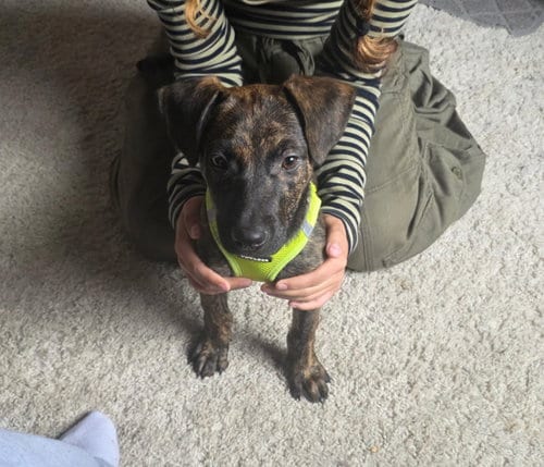 Photo of Bentley #4, adoptable Labrador Retriever in Aurora, Colorado