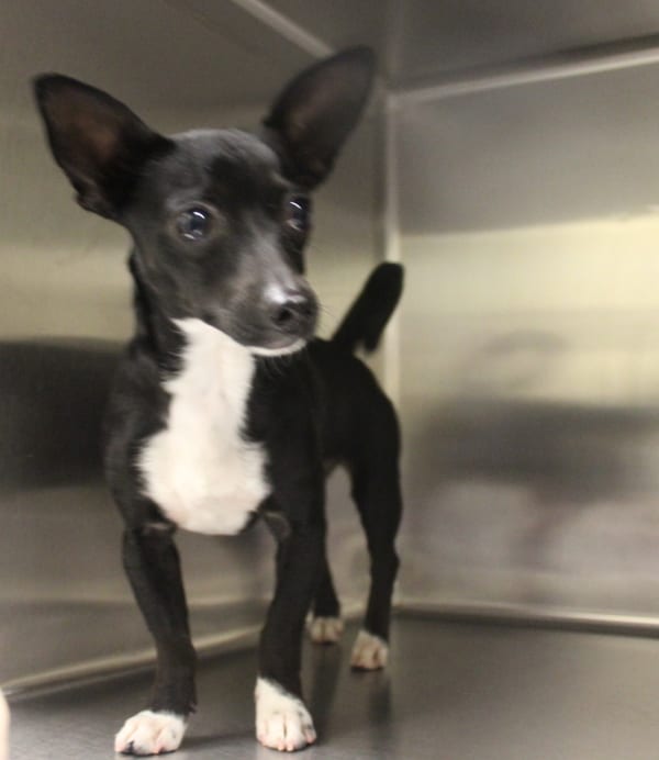 Photo of Ruby, adoptable Chihuahua cross in Lawrenceville, Georgia