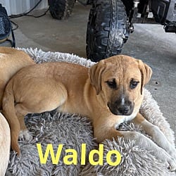 Photo of Waldo, adoptable Anatolian Shepherd Boxer in Kalamazoo, Michigan