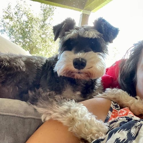 Photo of Penny Schnauzer, adoptable Schnauzer in Valrico, Florida