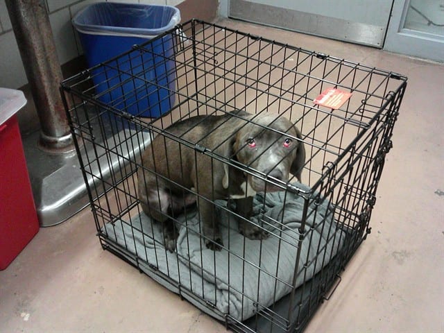 Photo of U, adoptable Cane Corso in Chicago, Illinois