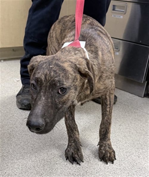 Photo of Ramona, adoptable German Shepherd Dog in Riverside, California