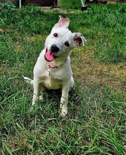 Photo of Juju Bean, adoptable American Pit Bull Terrier in Andover, Minnesota