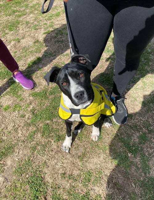 Photo of Daddio, adoptable Unknown breed (short coat) in Munford, Tennessee