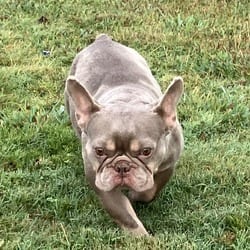 Photo of Kiwi 1908, adoptable French Bulldog in Loxahatchee, Florida