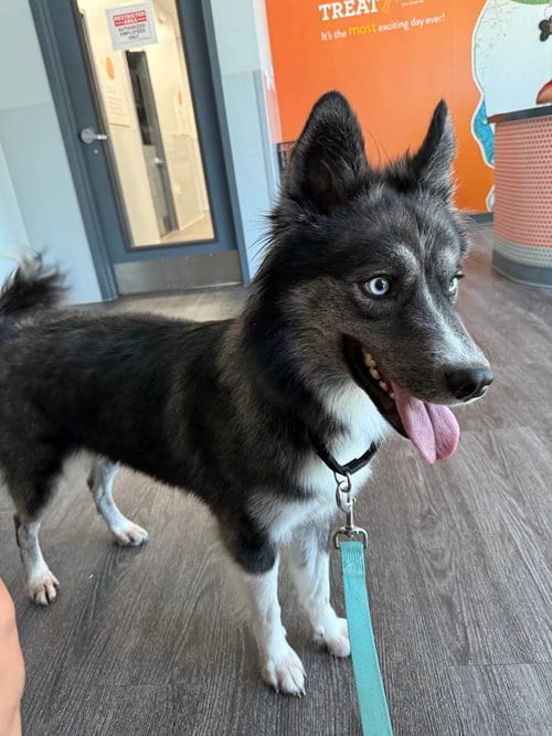Photo of Juneau, adoptable Siberian Husky in Carrollton, Texas
