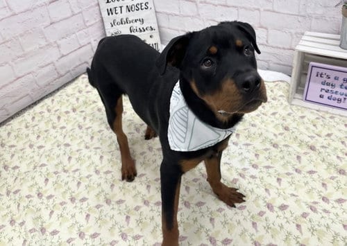 Photo of J Dilla, adoptable Rottweiler in Detroit, Michigan