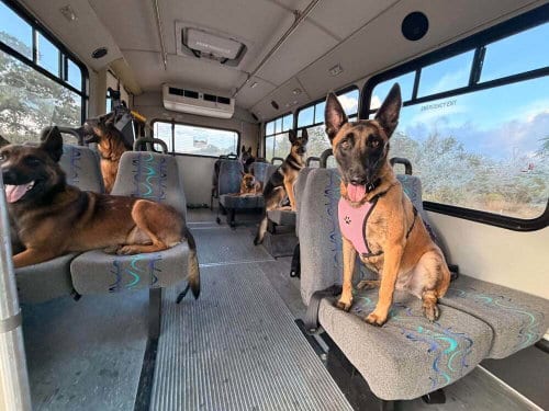 Photo of Ms Maddie - Located in Texas, adoptable Belgian Shepherd Malinois in Imlay City, Michigan