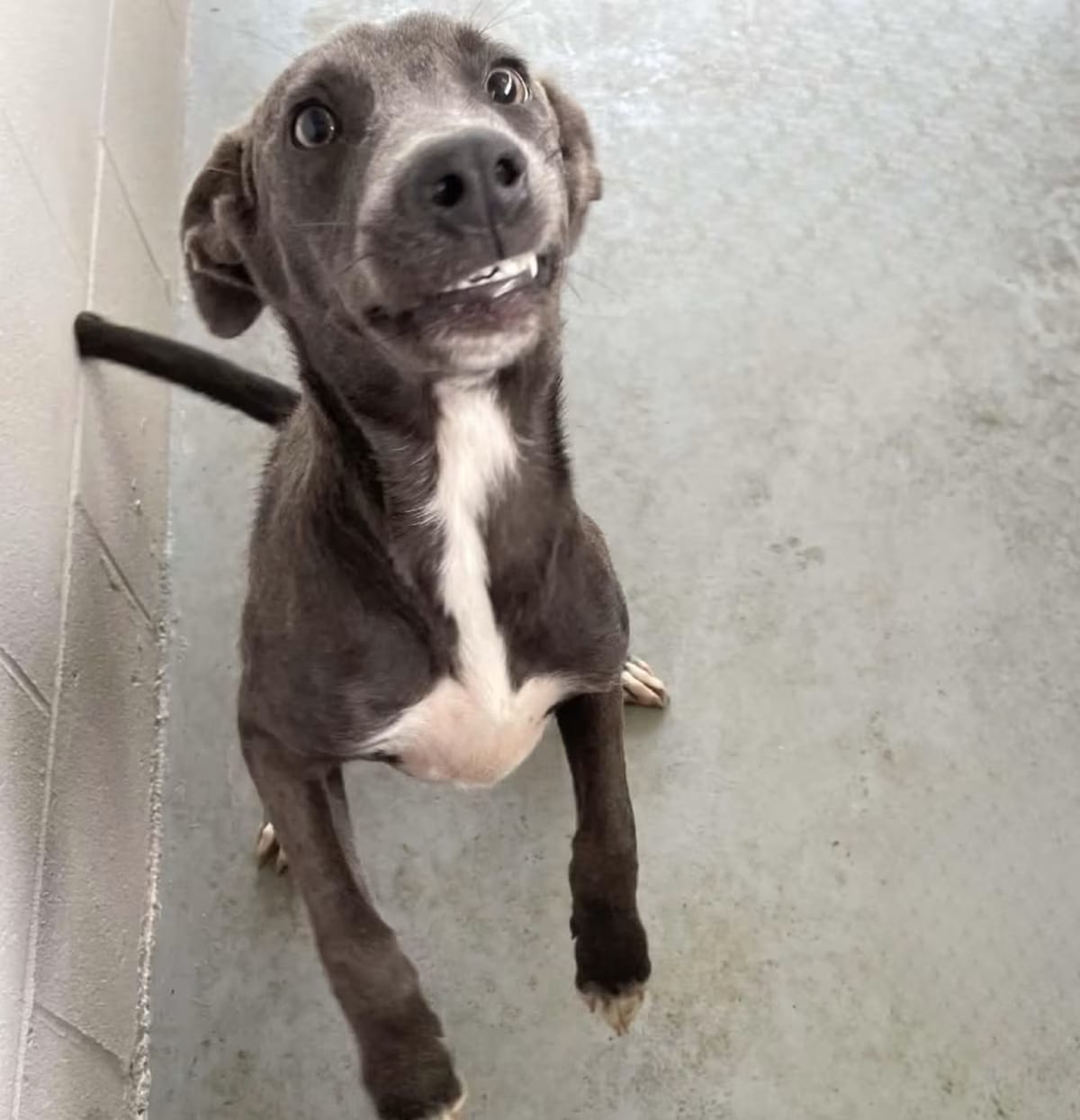 Photo of Cheese, adoptable Mixed Breed (Medium) in Chapin, South Carolina