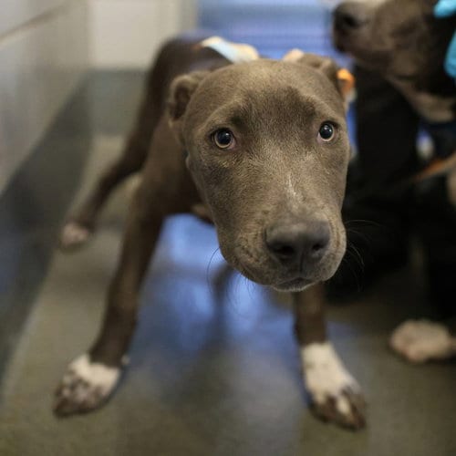 Photo of Sephora, adoptable American Staffordshire Terrier in San Antonio, Texas