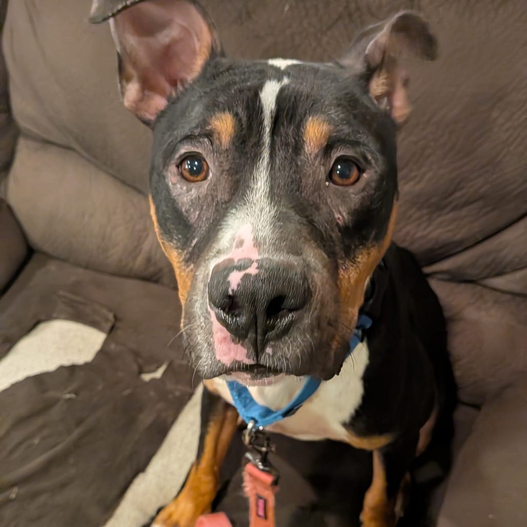 Photo of Sergio D12301, adoptable Terrier, Pit Bull in Princeton area, Minnesota