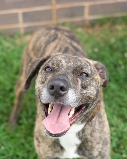 Photo of Linda, adoptable dog in Chamblee, Georgia