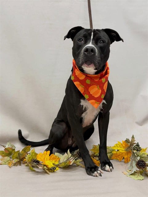Photo of Woody, adoptable Terrier in Sanford, Florida