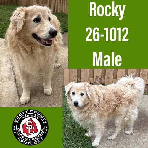 Photo of Rocky, adoptable Golden Retriever in Georgetown, Kentucky