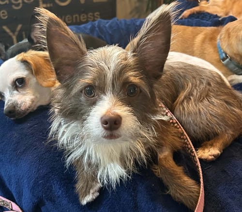 Photo of Pickle, adoptable Terrier in Osteen, Florida