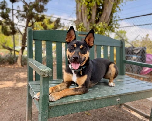 Photo of Felix, adoptable Unknown breed (short coat) in Seal Beach, California