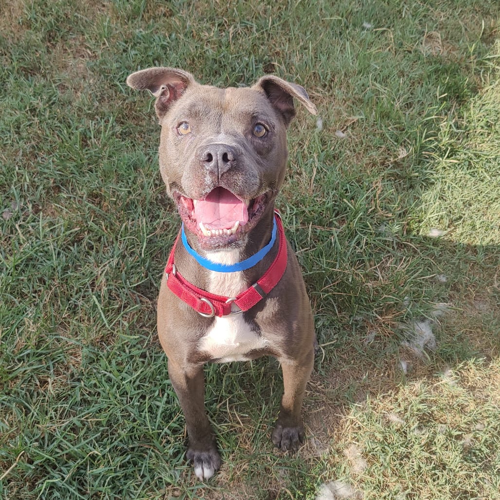 Photo of Blue, adoptable Mixed Breed (Large) in Chattanooga, Tennessee