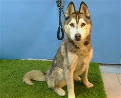 Photo of Luna, adoptable Siberian Husky in Gardena, California