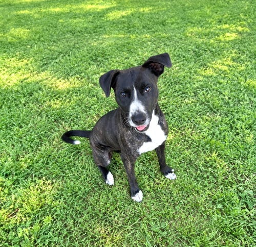 Photo of Newt, adoptable Labrador Retriever in Unionville, Pennsylvania
