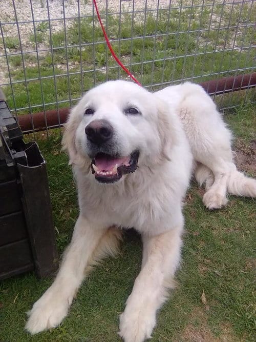 Photo of Pancake, adoptable Great Pyrenees in Spring, Texas