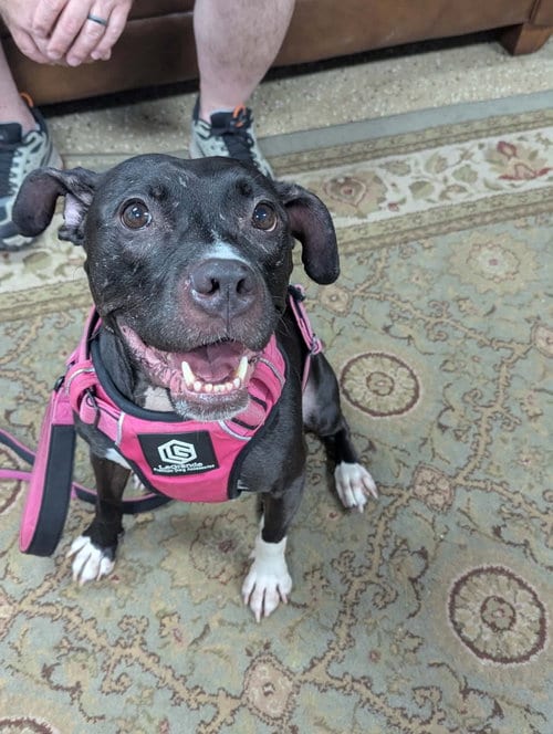 Photo of Lola, adoptable American Pit Bull Terrier in Lockport, New York