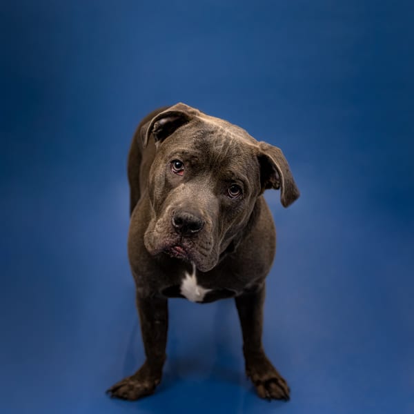 Photo of Prn 122 Spence, adoptable Pit Bull cross in Lawrenceville, Georgia