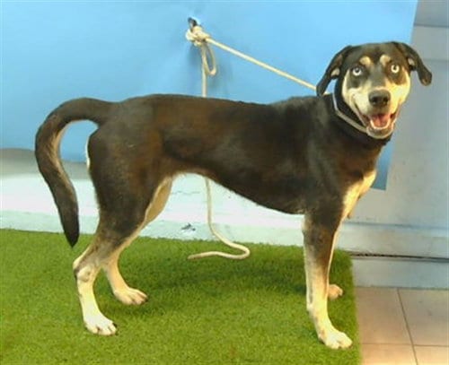 Photo of Lois, adoptable German Shepherd Dog in Gardena, California