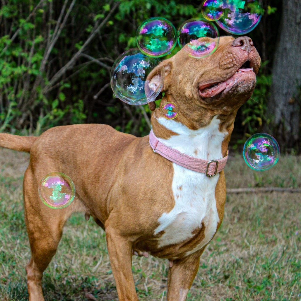 Photo of Posie-89, adoptable Terrier, Pit Bull / Mixed Breed (Medium) in Canastota, New York