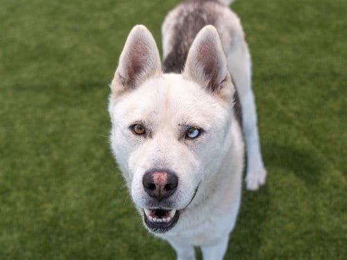Photo of Ivan, adoptable Siberian Husky in Martinez, California