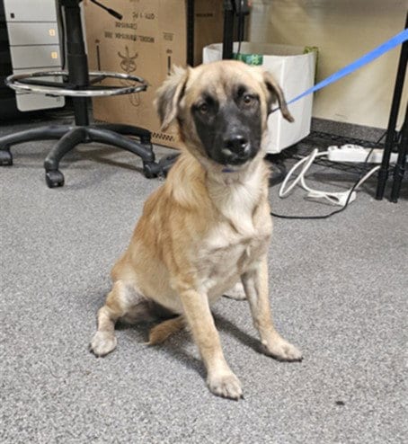 Photo of Grechen, adoptable German Shepherd Dog in Los Angeles, California