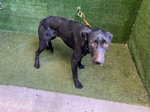 Photo of Athena, adoptable Labrador Retriever in Lancaster, California