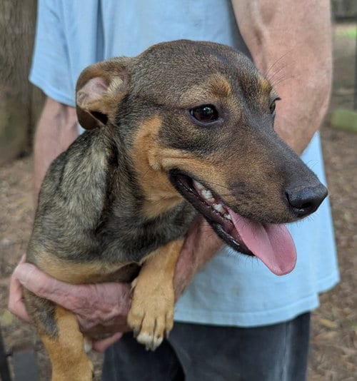 Photo of Pennywinkle, adoptable Dachshund in Milner, Georgia