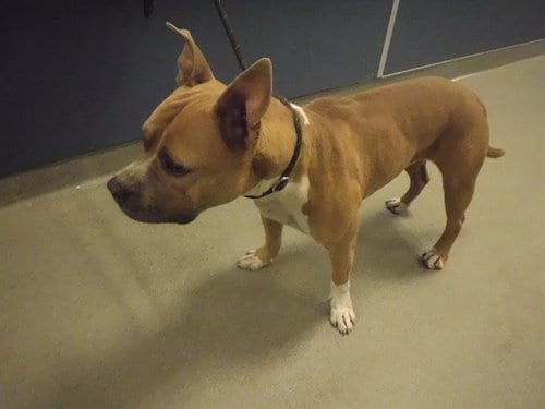 Photo of Titus, adoptable Pit Bull Terrier in Miami, Florida