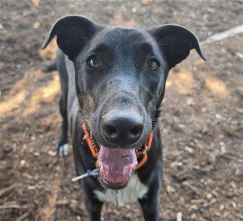 Photo of Mithu, adoptable Queensland Heeler in Denver, Colorado